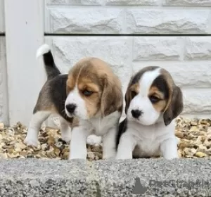 Photo №1. beagle - for sale in the city of Bönningstedt | 941$ | Announcement № 130710