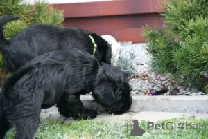 Additional photos: Medium Schnauzer black FCI pedigree puppies