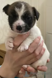 Additional photos: Wonderful Jack Russell Terrier puppies are looking for a home and caring owners!