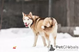 Photo №2 to announcement № 120233 for the sale of siberian husky - buy in Russian Federation private announcement