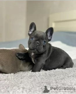 Photo №1. french bulldog - for sale in the city of Vilnius | negotiated | Announcement № 128657