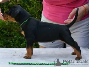 Photo №2 to announcement № 116263 for the sale of german pinscher - buy in Poland breeder