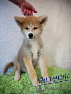 Additional photos: Akita Inu