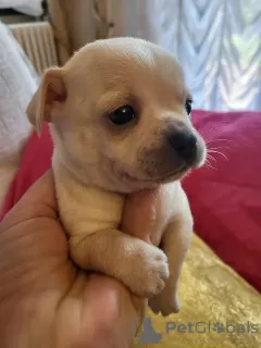 Additional photos: Chihuahua puppies