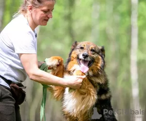 Photo №3. Laska is an affectionate, kind, gentle girl! Looking for a family. Russian Federation