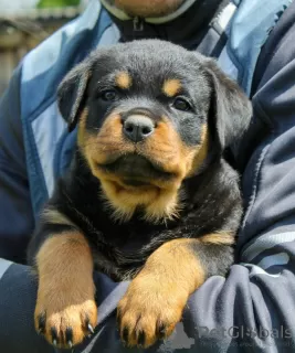 Photo №4. I will sell rottweiler in the city of Калинковичи. from nursery - price - 1057$