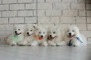 Photo №2 to announcement № 398 for the sale of samoyed dog - buy in Belarus from nursery, breeder