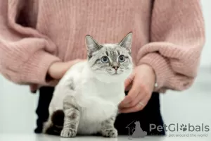 Photo №2 to announcement № 38684 for the sale of thai cat - buy in Russian Federation 