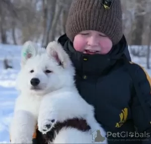 Photo №2 to announcement № 40310 for the sale of berger blanc suisse - buy in Kazakhstan breeder