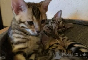 Photo №2 to announcement № 126351 for the sale of bengal cat - buy in Germany private announcement