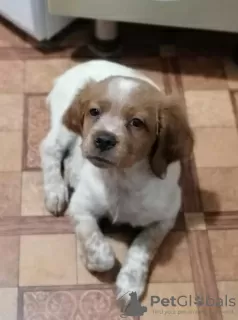 Photo №3. Breton spaniel puppies. Russian Federation