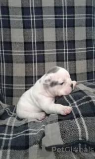 Photo №1. english bulldog - for sale in the city of Bremen | 300$ | Announcement № 70911