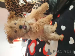 Photo №4. I will sell yorkshire terrier in the city of Penthaz. private announcement - price - 845$