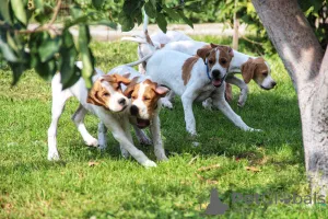 Additional photos: English pointer puppies.