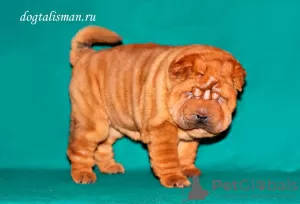 Additional photos: Shar Pei puppies