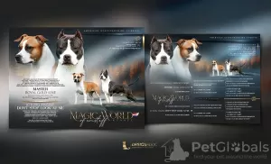 Photo №1. american staffordshire terrier - for sale in the city of Osijek | negotiated | Announcement № 126750