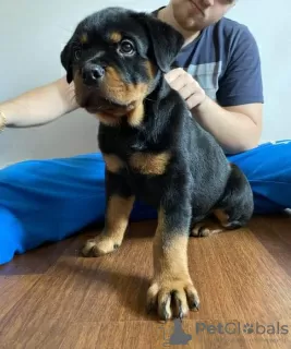 Additional photos: Purebred Rottweiler puppies