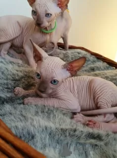 Photo №1. sphynx cat - for sale in the city of Дендермонде | Is free | Announcement № 128957