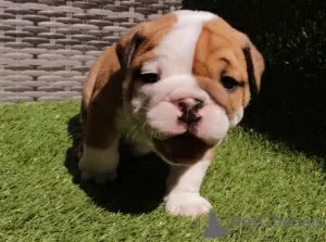 Photo №2 to announcement № 67934 for the sale of english bulldog - buy in Germany private announcement