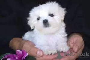 Photo №1. maltese dog - for sale in the city of Kuantan | 25000$ | Announcement № 23560