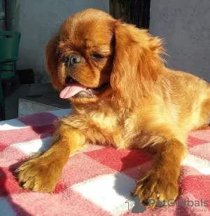 Photo №2 to announcement № 7787 for the sale of cavalier king charles spaniel - buy in Ukraine private announcement, from nursery