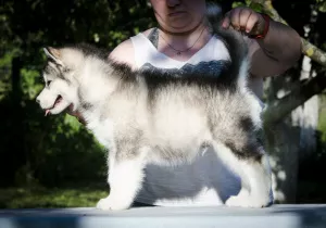 Additional photos: Colored puppies of Alaskan Malamute