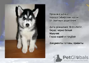 Additional photos: Siberian Husky puppies