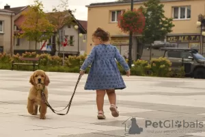 Photo №3. Girls Golden Retriever. Poland