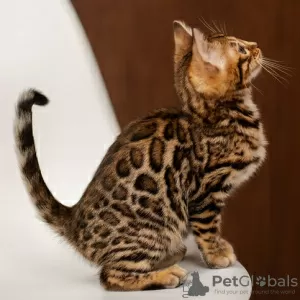 Photo №2 to announcement № 129838 for the sale of bengal cat - buy in Germany 