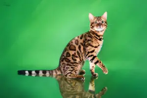 Photo №1. bengal cat - for sale in the city of Naberezhnye Chelny | 260$ | Announcement № 3486