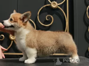 Additional photos: welsh corgi pembroke puppies from Champion