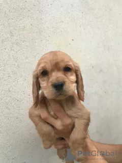 Additional photos: American cocker spaniel 4 females 1 male A quality puppies