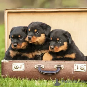 Photo №1. rottweiler - for sale in the city of Pueblo | 400$ | Announcement № 129564