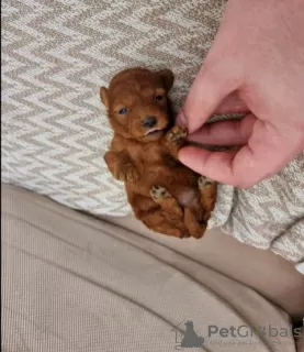 Additional photos: Toy Poodle, miniature puppies