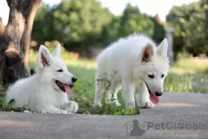 Additional photos: White Swiss Shepherd puppies for sale