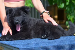 Additional photos: German Shepherd puppies long-haired, black and shabrack, 33 days old, FCI