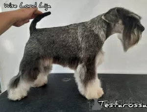 Additional photos: Beautiful miniature schnauzer puppies FCI