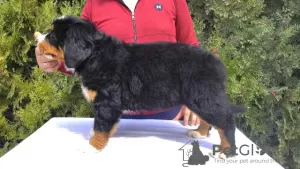 Additional photos: Bernese Mountain Dog puppies