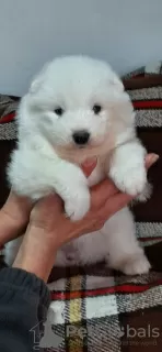 Photo №3. Samoyed puppies for sale. Serbia