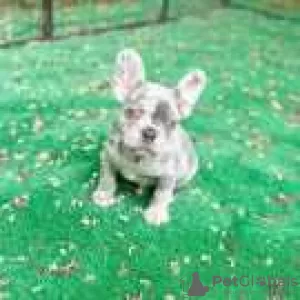 Photo №1. french bulldog - for sale in the city of El Paso | 500$ | Announcement № 128191