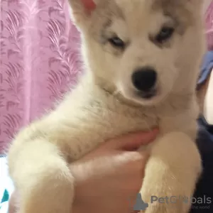 Photo №3. Show class Siberian husky puppies. Russian Federation