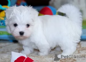 Photo №2 to announcement № 44545 for the sale of maltese dog - buy in Germany private announcement