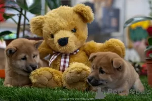 Photo №4. I will sell shiba inu in the city of Нови Сад.  - price - Is free