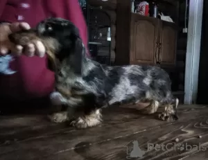 Additional photos: Miniature dachshund puppies, wirehaired and smooth, different colors