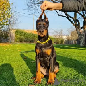 Additional photos: Doberman