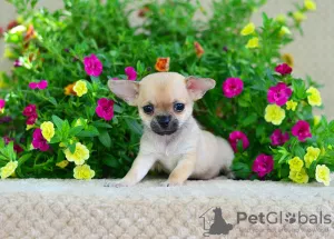 Additional photos: Chihuahua girl