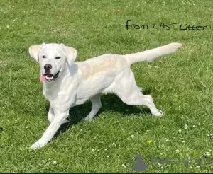 Additional photos: Stunning White Labrador Puppies