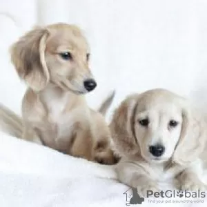 Photo №1. dachshund - for sale in the city of Hartford | 600$ | Announcement № 109921