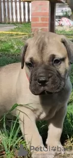 Additional photos: Bullmastiff puppies