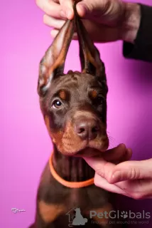 Additional photos: Doberman puppies for sale